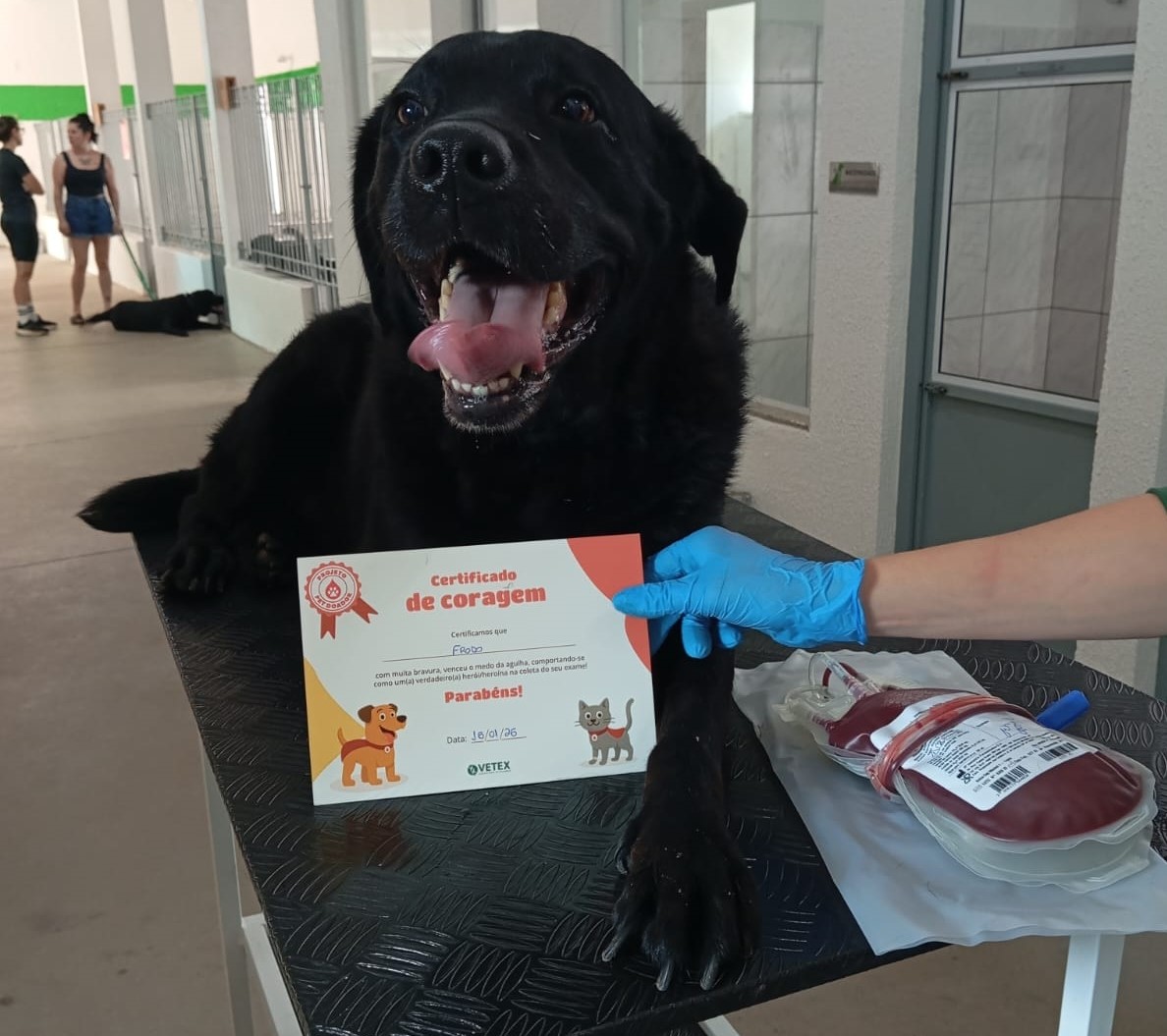 Doador de sangue