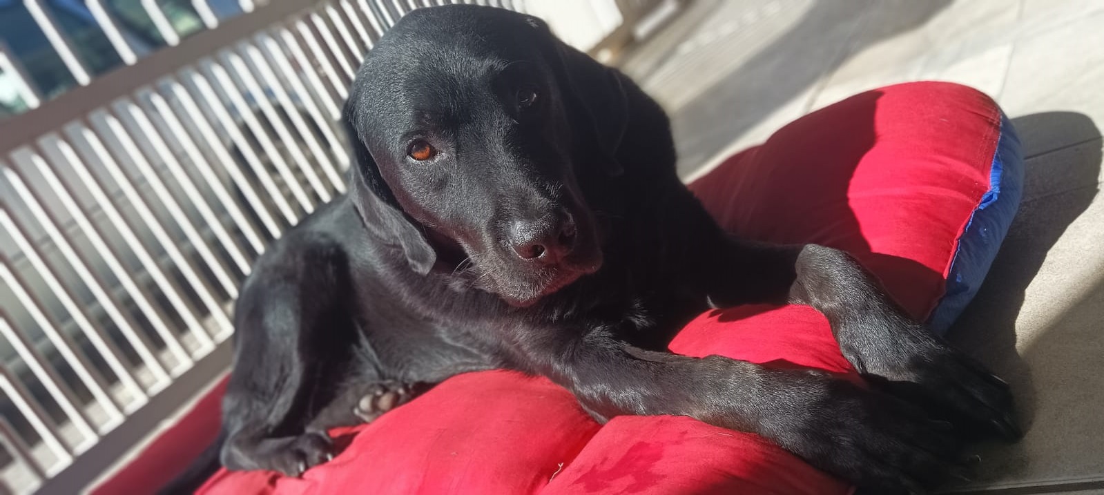 labradores